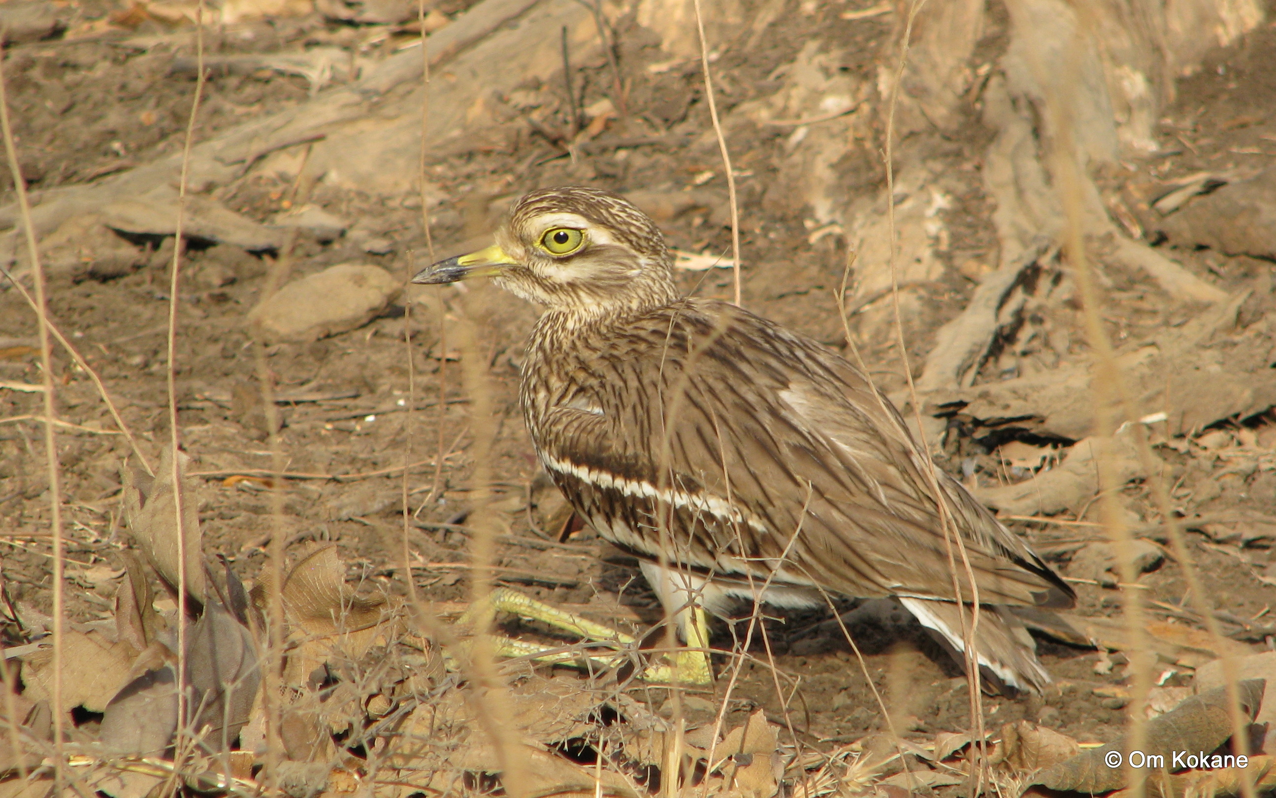 Indian Thick-knee